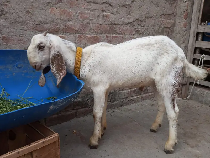 Makhi cheena bakra — photo 5