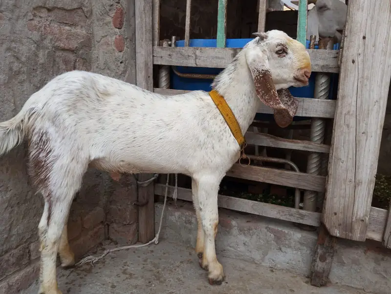 Makhi cheena bakra — photo 6