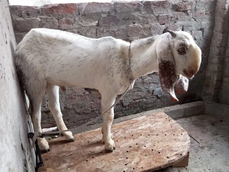 Makhi cheena bakra — photo 7