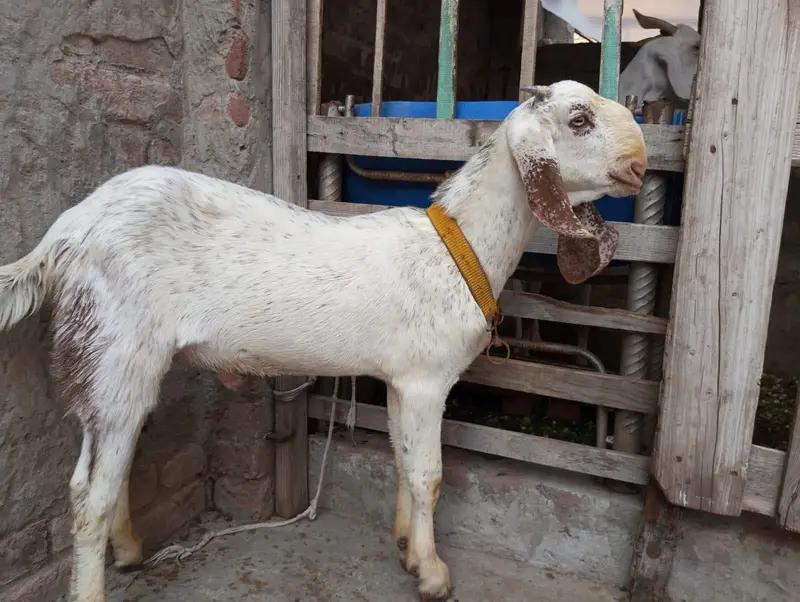 Makhi cheena bakra — photo 8