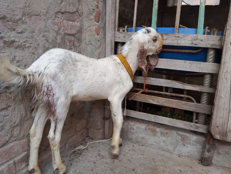 Makhi cheena bakra — photo 9