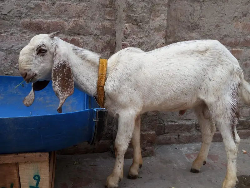 Makhi cheena bakra — photo 10