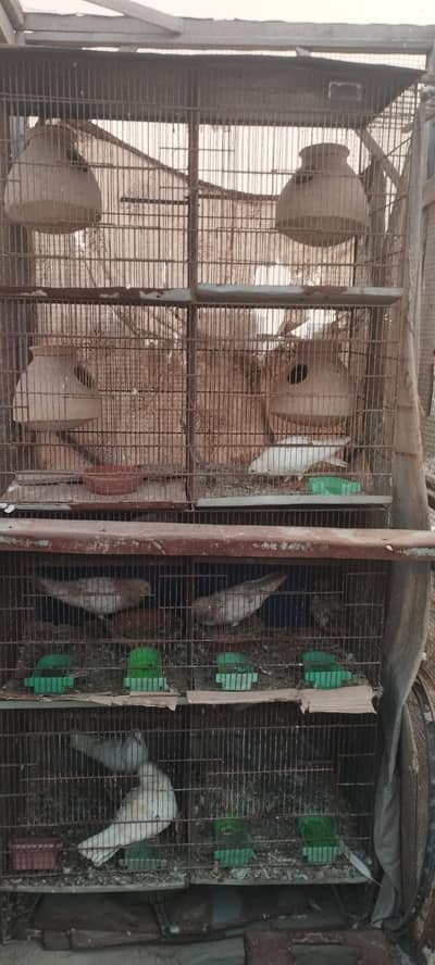 Lovebirds Breeders Pairs