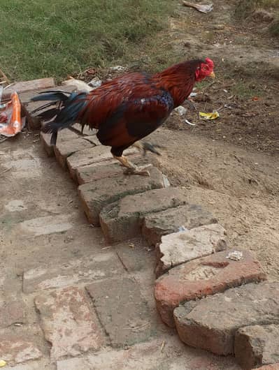 aseel murge and murgi for sale
