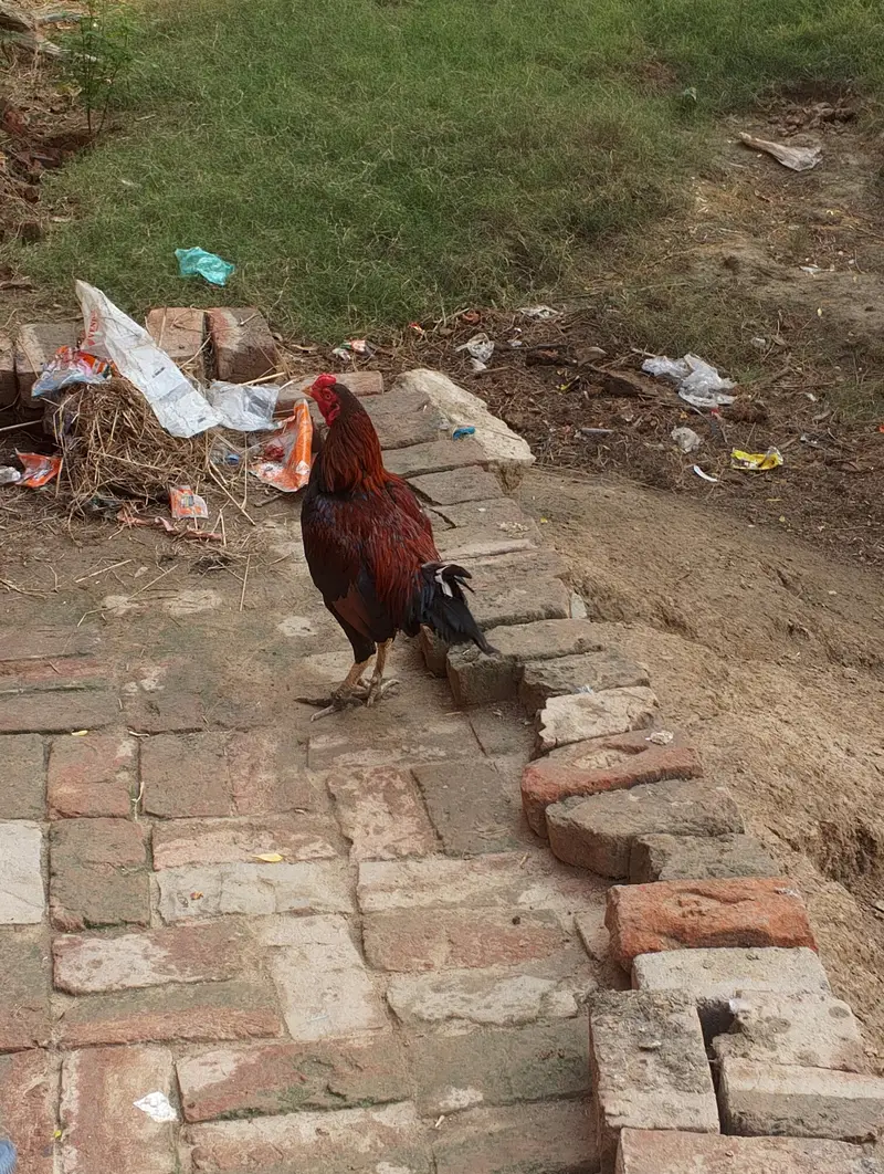aseel murge and murgi for sale — photo 3
