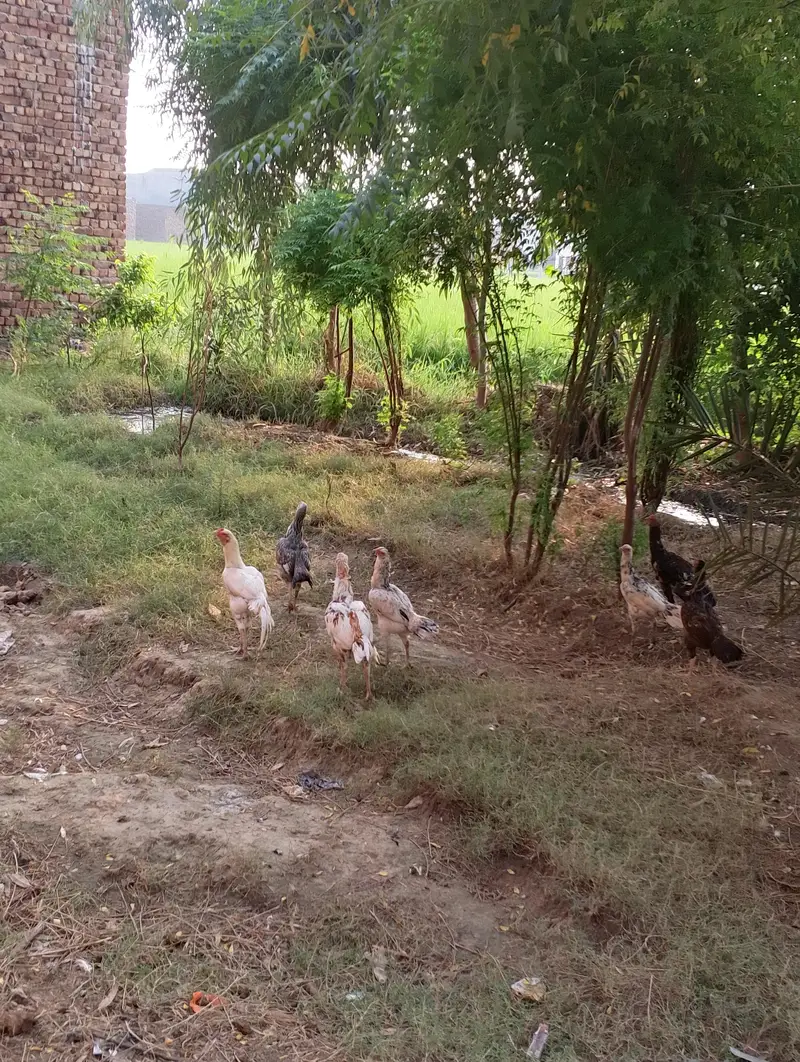 aseel murge and murgi for sale — photo 5
