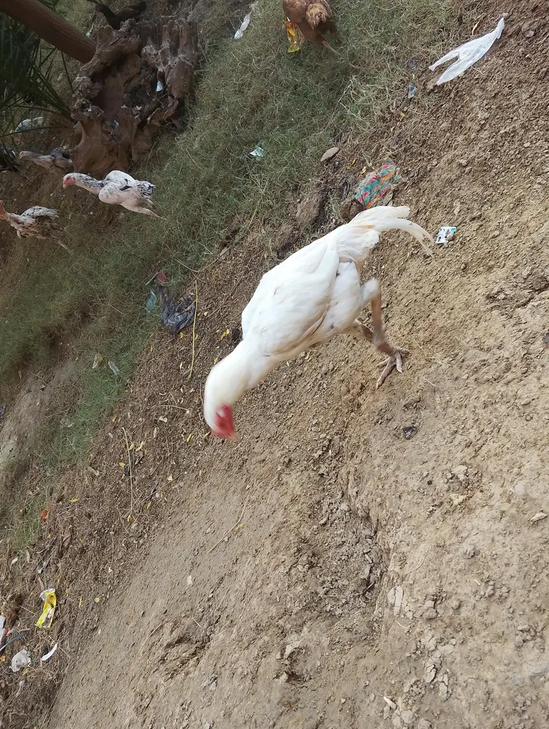 aseel murge and murgi for sale — photo 6