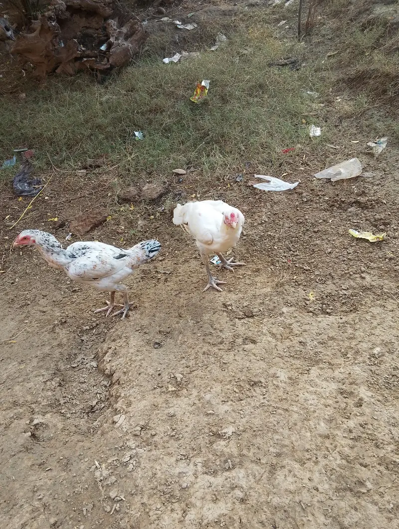 aseel murge and murgi for sale — photo 7