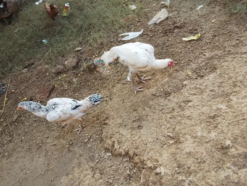 aseel murge and murgi for sale — photo 8