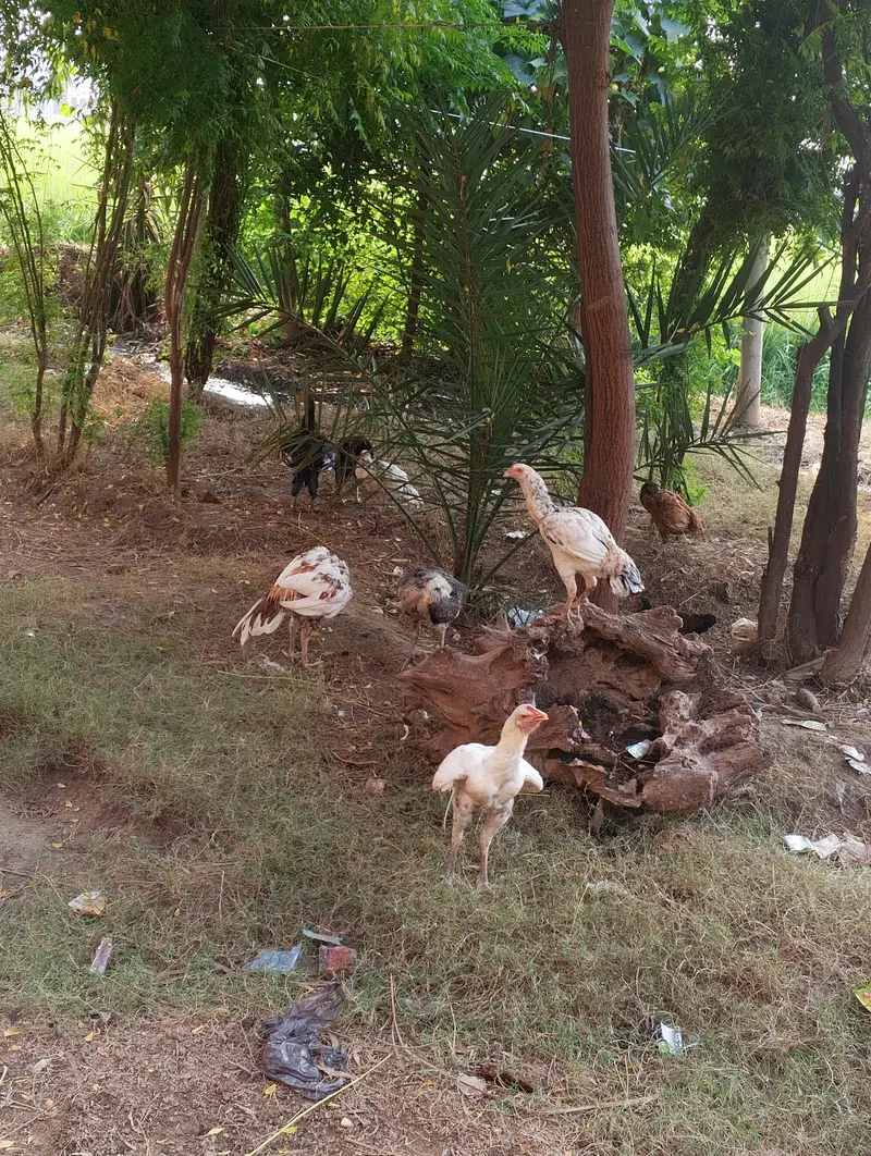 aseel murge and murgi for sale — photo 10