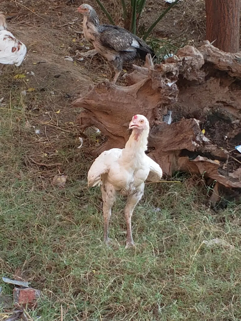 aseel murge and murgi for sale — photo 11