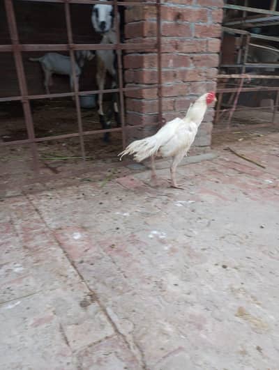 heera paper white