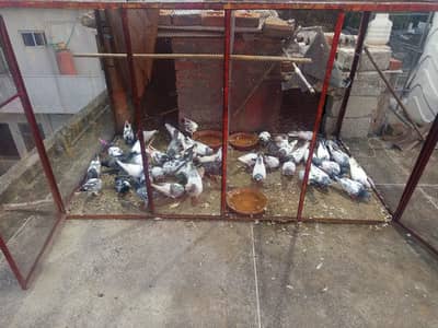 KABOOTAR (PEIGONS)