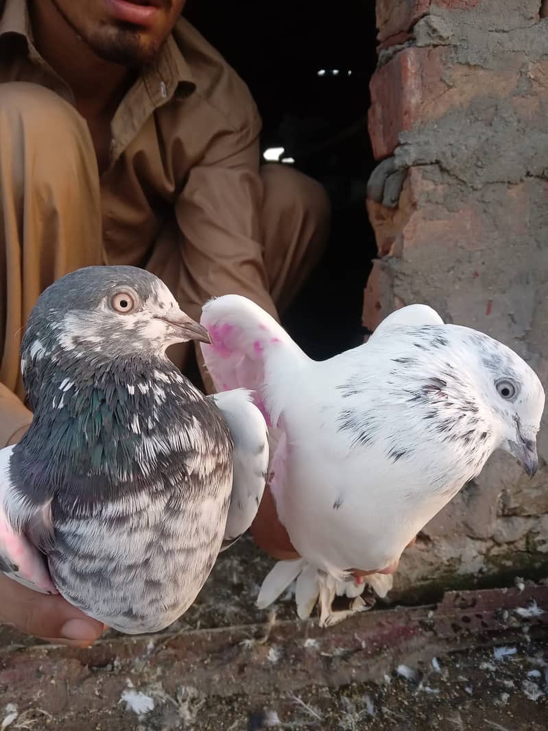 KABOOTAR (PEIGONS) 1