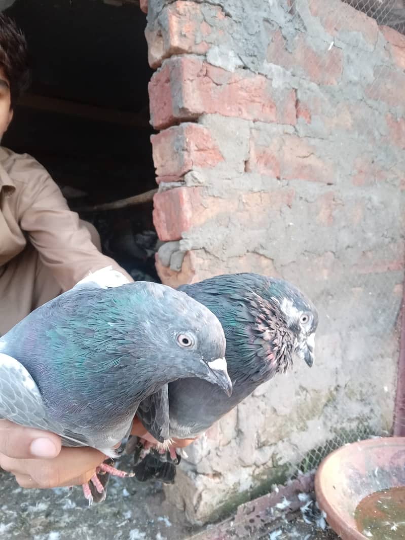 KABOOTAR (PEIGONS) 2