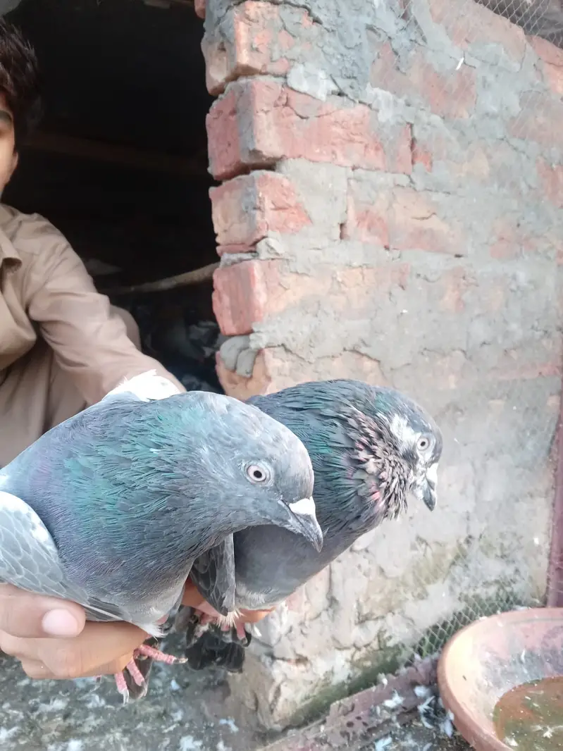 KABOOTAR (PEIGONS) — photo 3