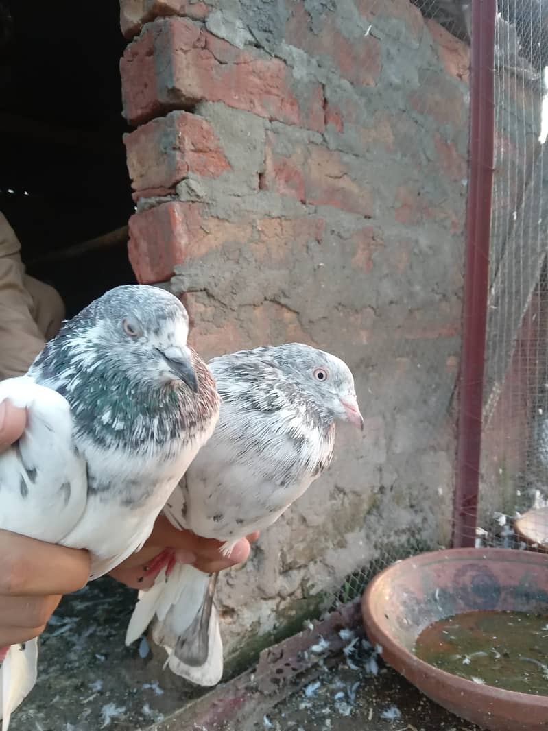 KABOOTAR (PEIGONS) 3