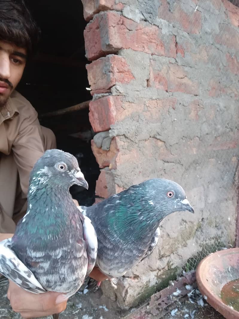 KABOOTAR (PEIGONS) 4