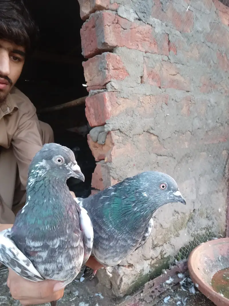 KABOOTAR (PEIGONS) — photo 5