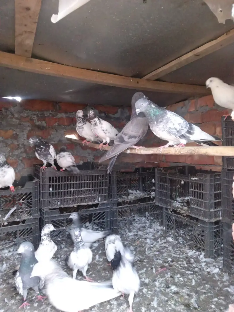 KABOOTAR (PEIGONS) — photo 6