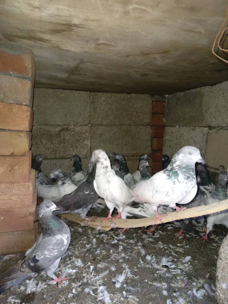 KABOOTAR (PEIGONS) 7