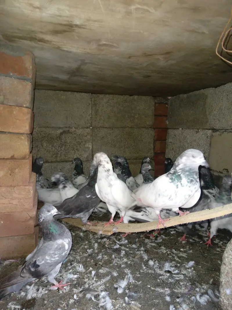 KABOOTAR (PEIGONS) — photo 8