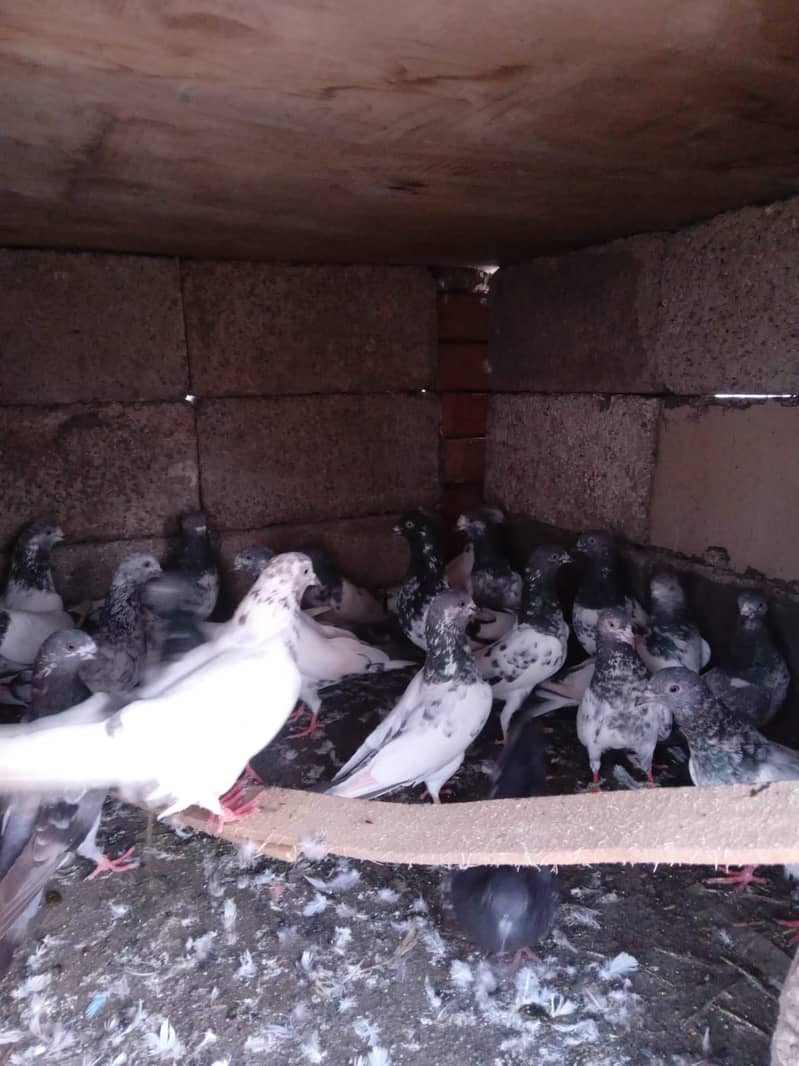 KABOOTAR (PEIGONS) 8