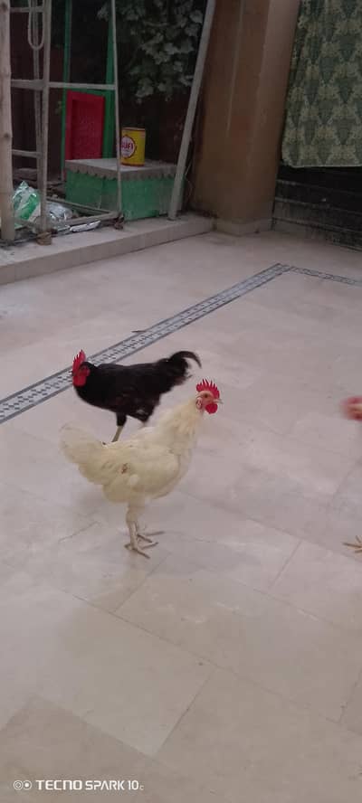 home breed