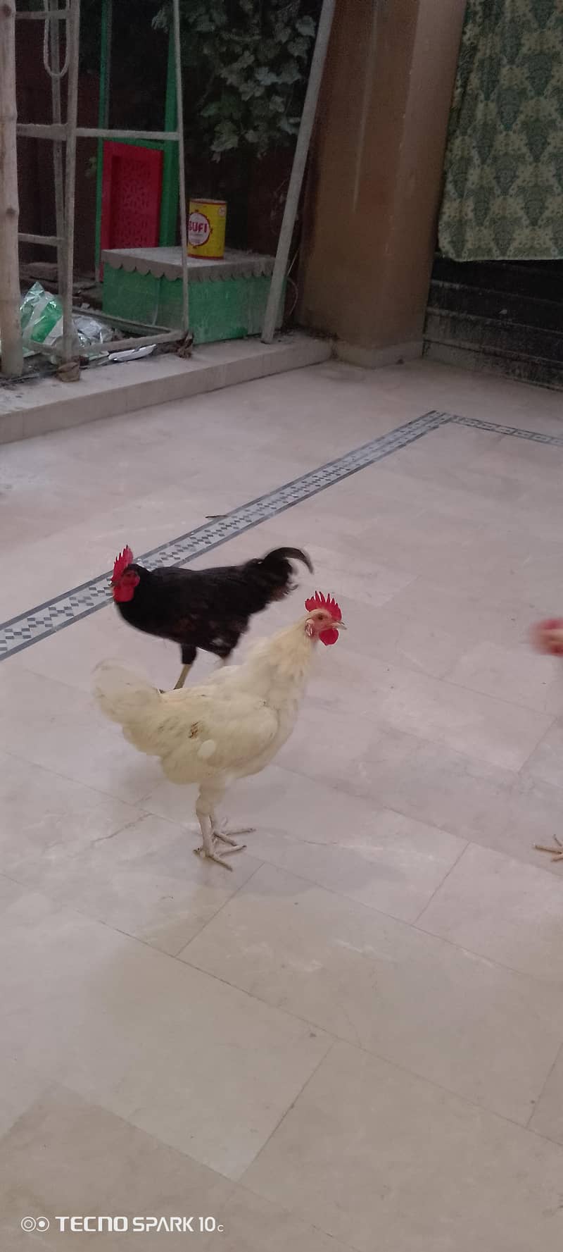 home breed 0