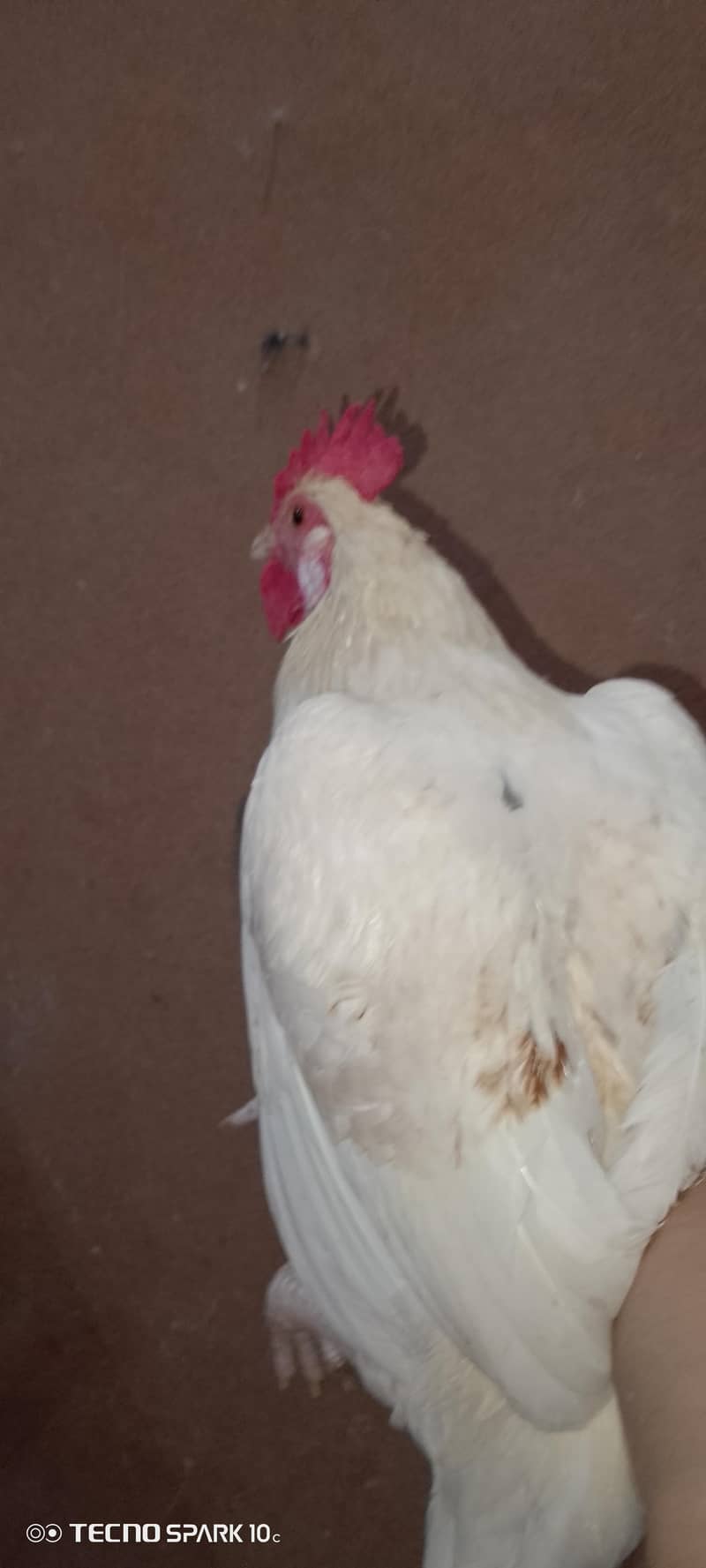 home breed 3