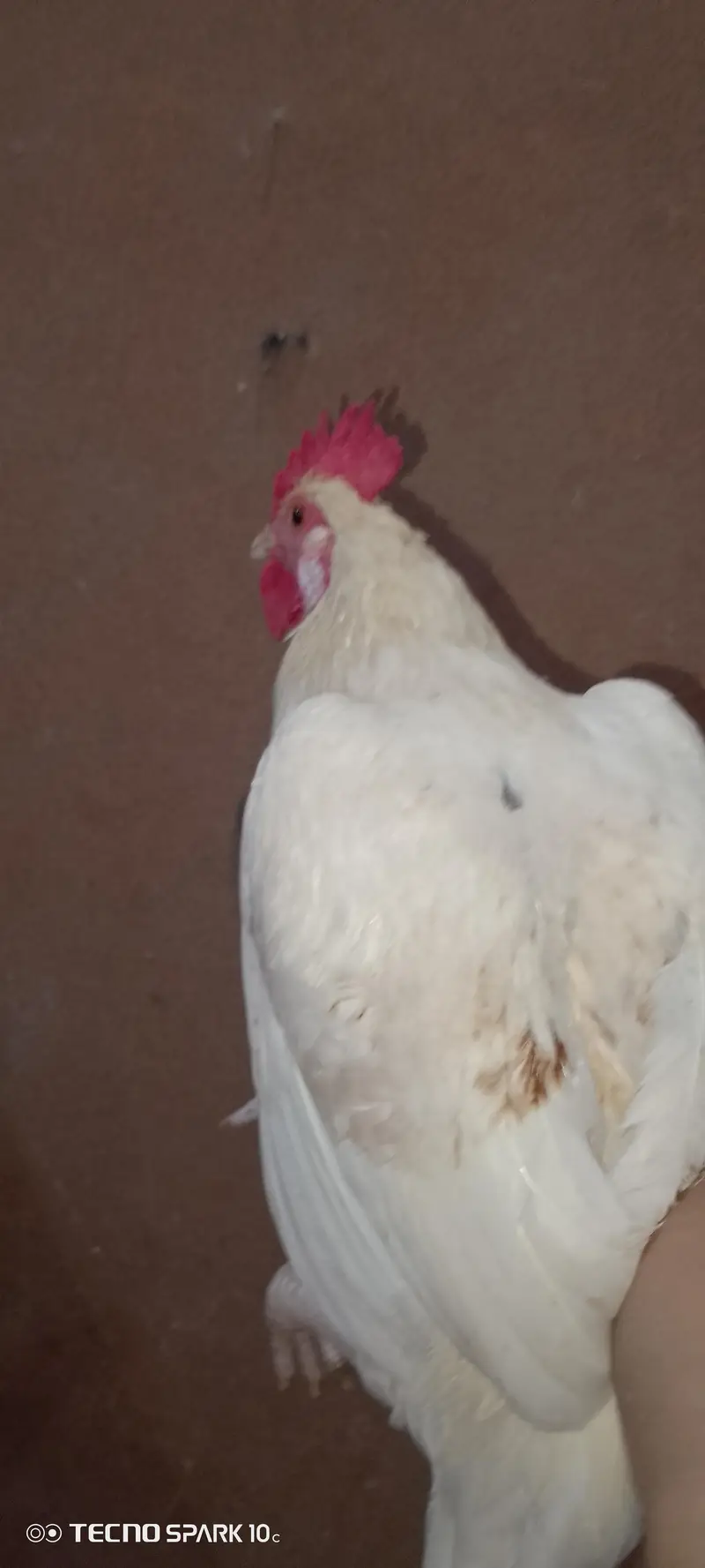 home breed — photo 4
