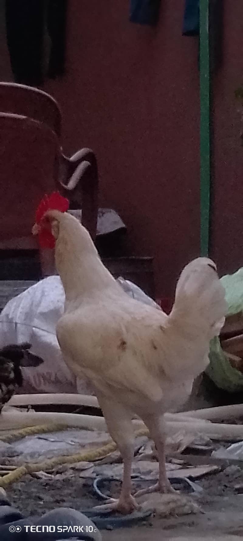 home breed 4
