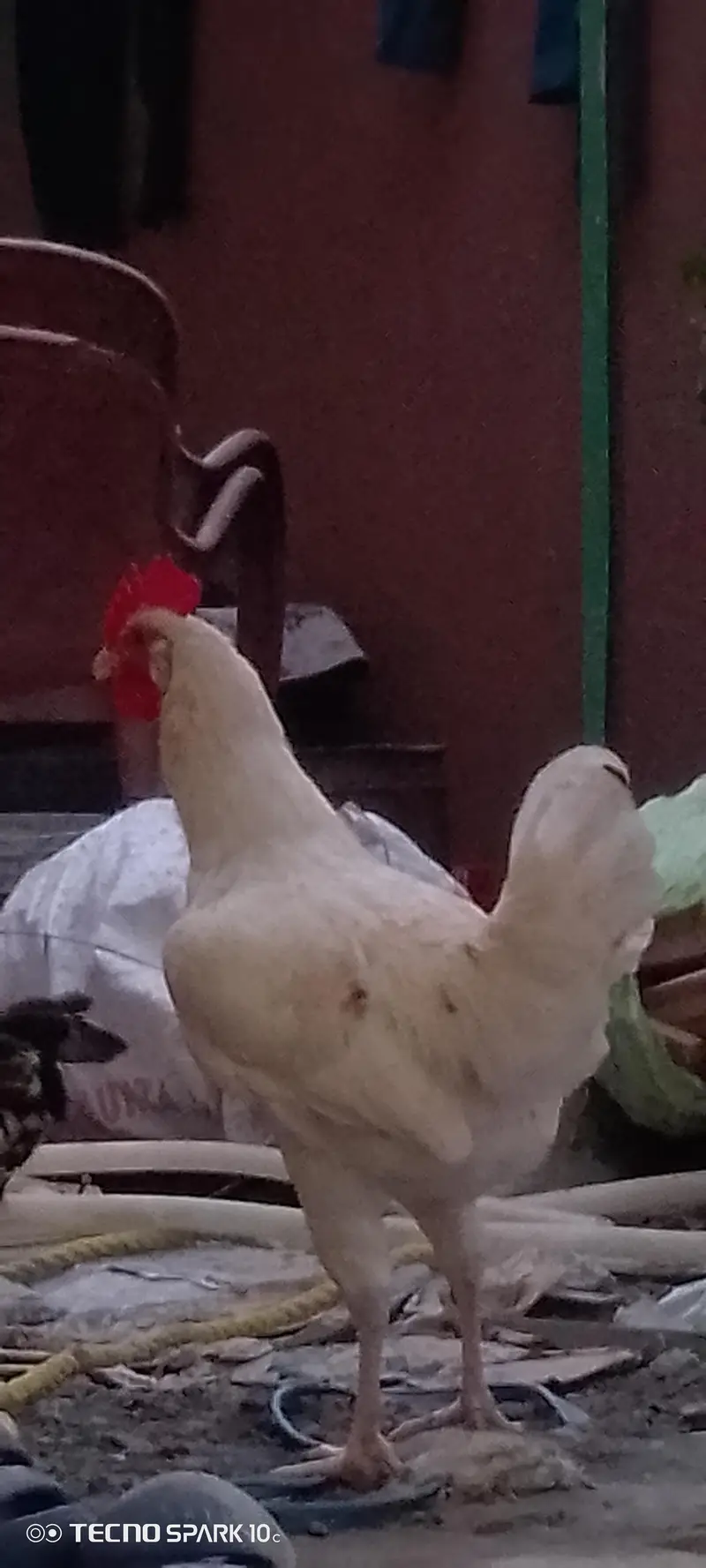 home breed — photo 5
