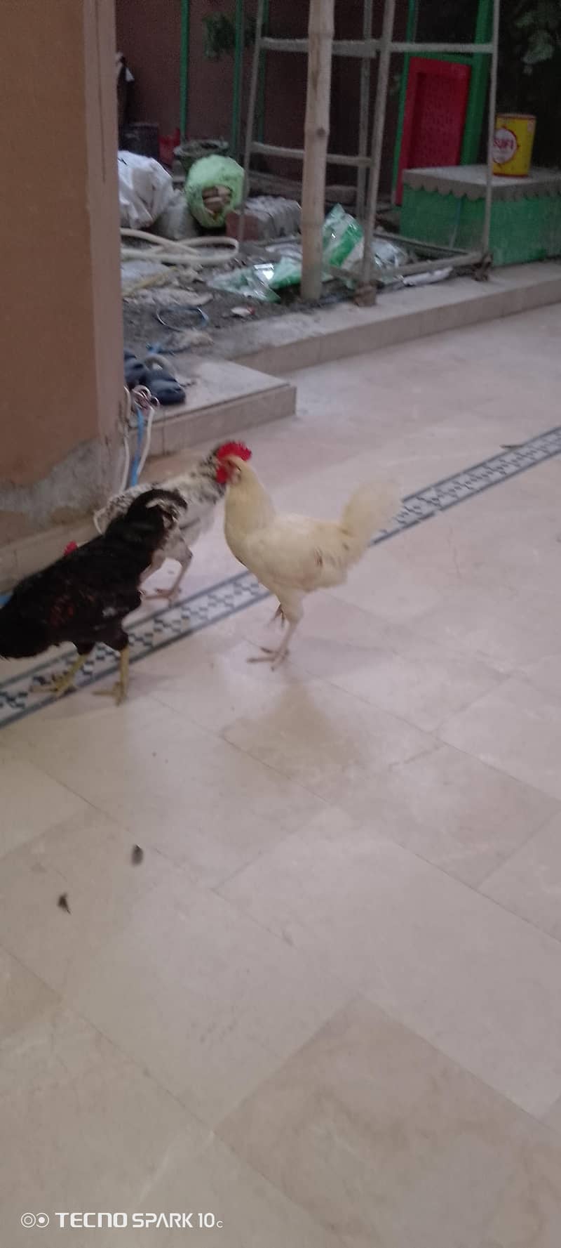 home breed 5
