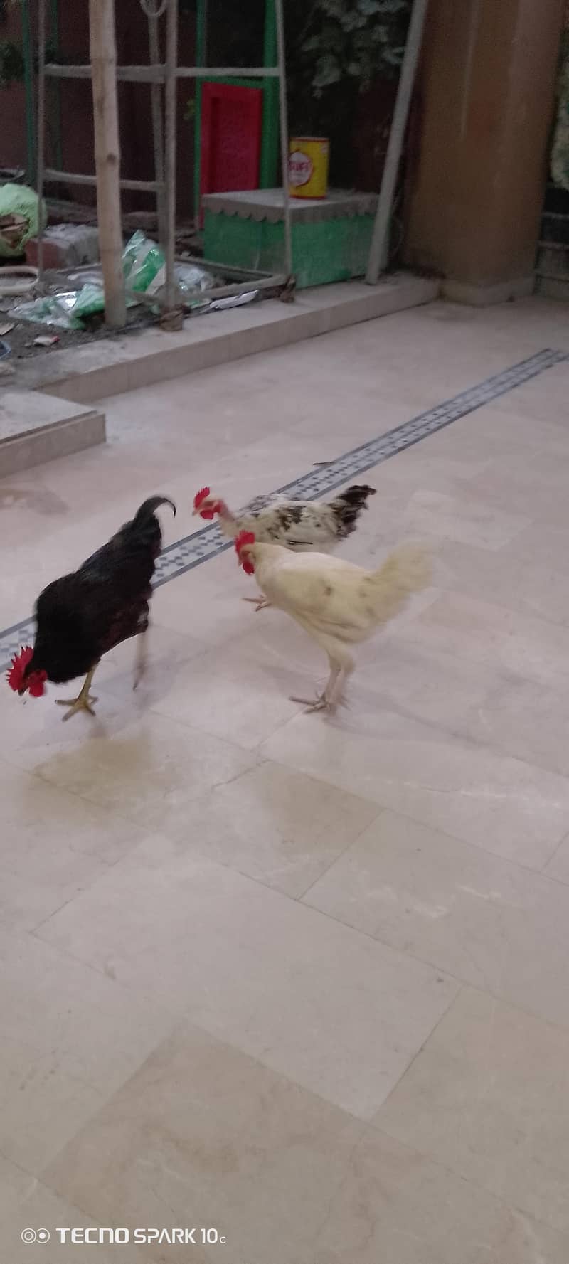 home breed 8