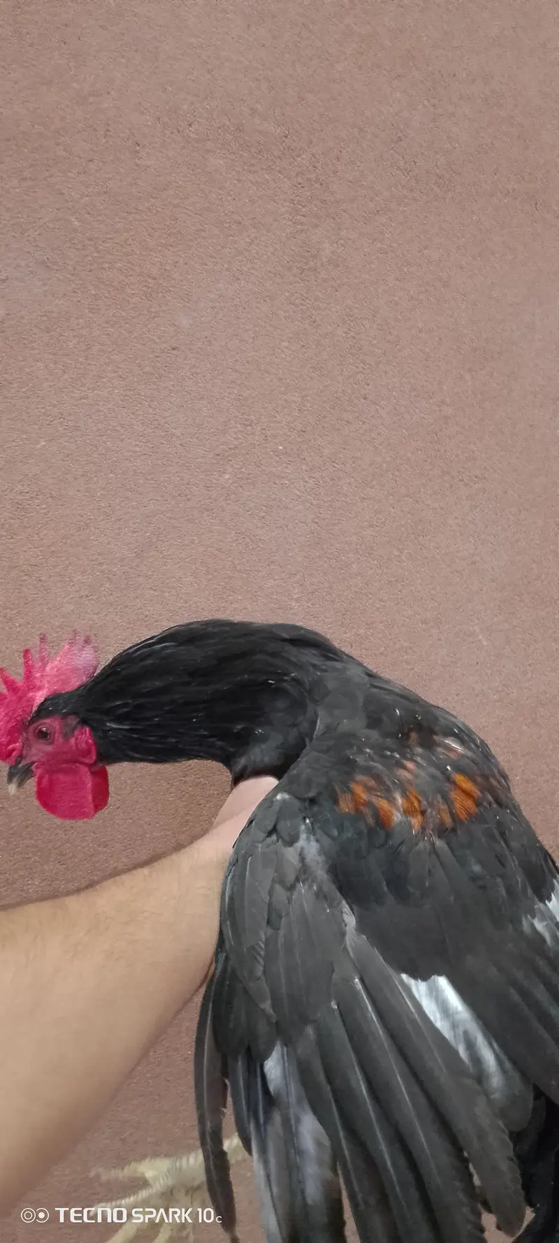 home breed — photo 10
