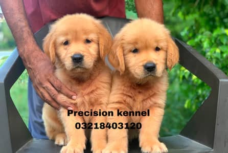 Golden retriever imported pedigreed puppies available for sale