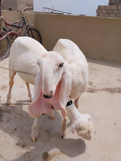Healthy Dumba (Sheep) for Sale in Karachi