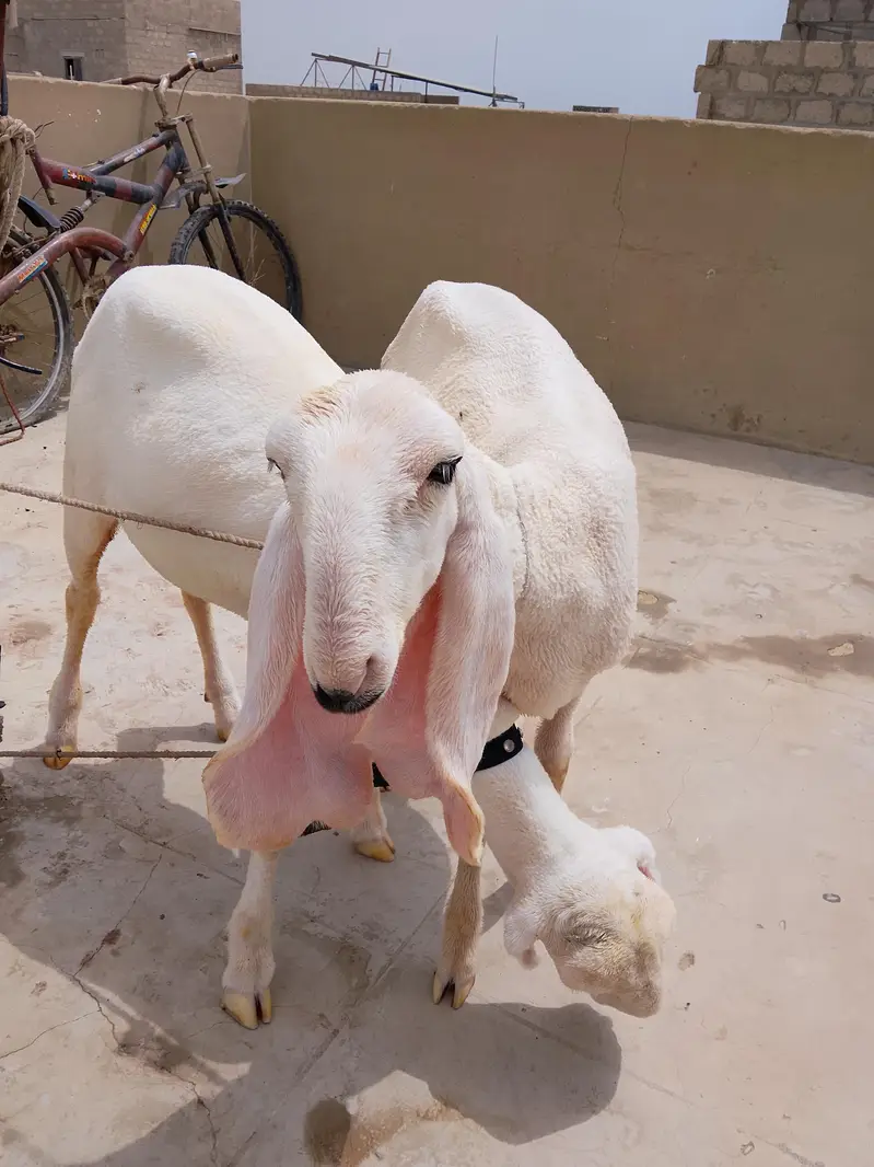 Healthy Dumba (Sheep) for Sale in Karachi