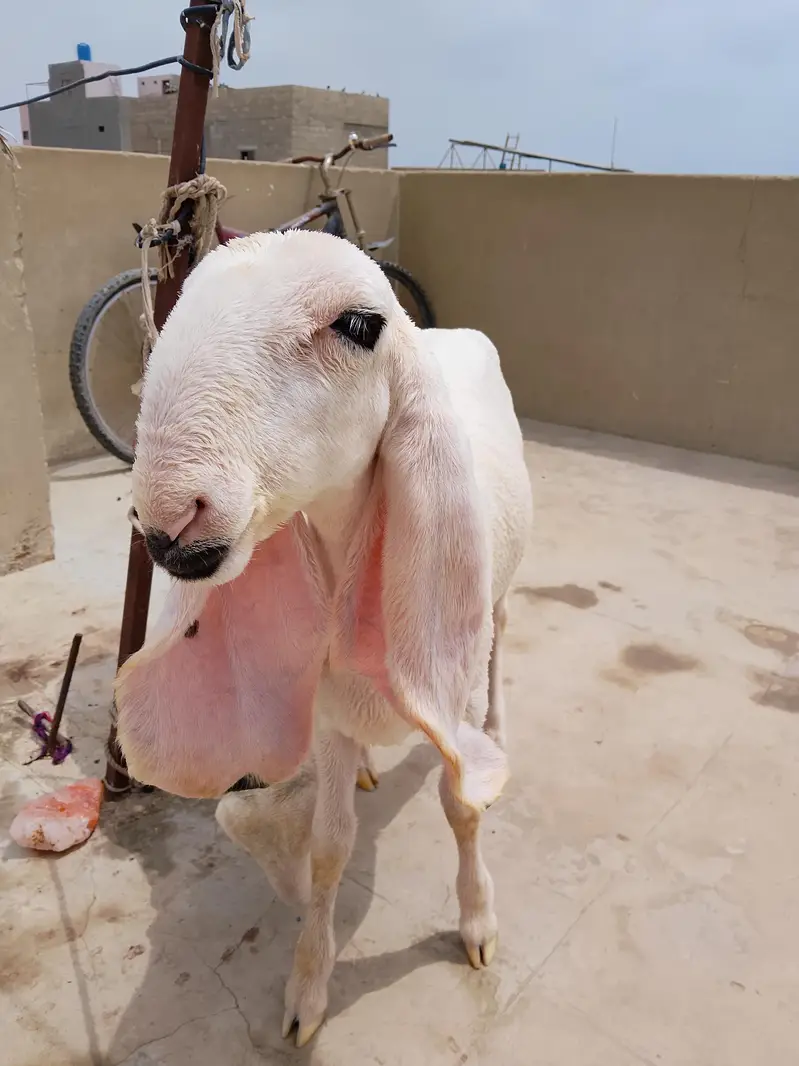 Healthy Dumba (Sheep) for Sale in Karachi — photo 2