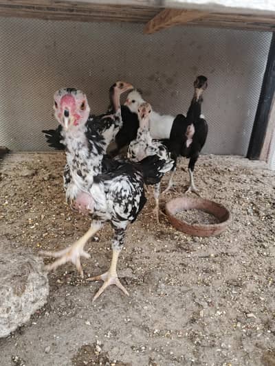 dragon parrotbeak cross chicks