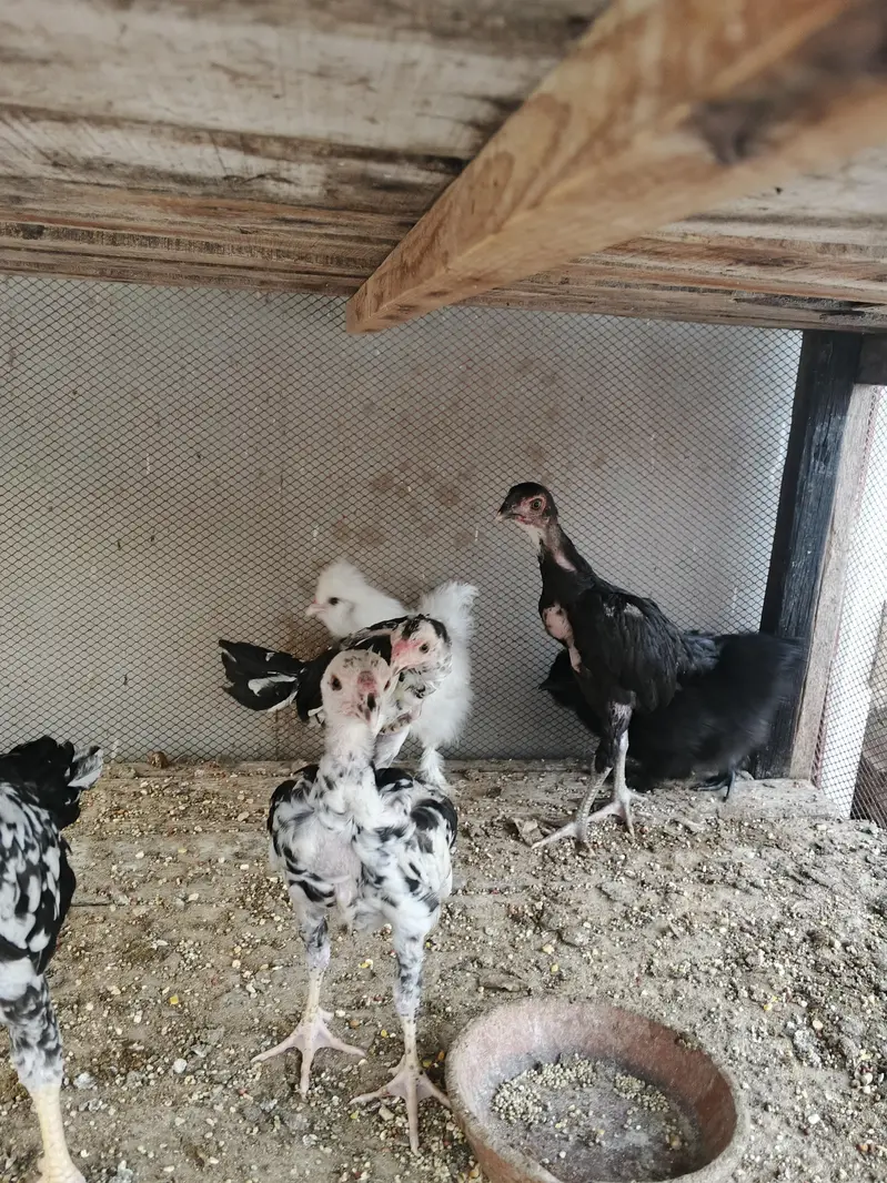 dragon parrotbeak cross chicks — photo 2