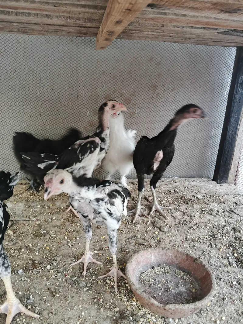 dragon parrotbeak cross chicks — photo 3