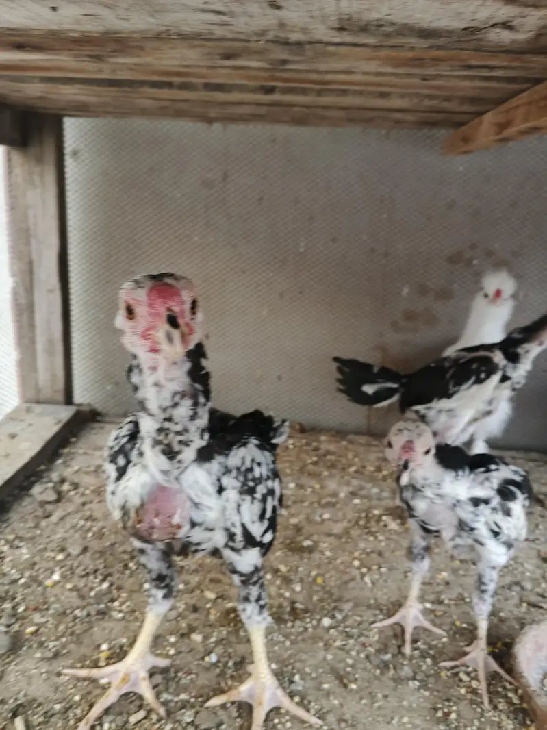 dragon parrotbeak cross chicks — photo 4