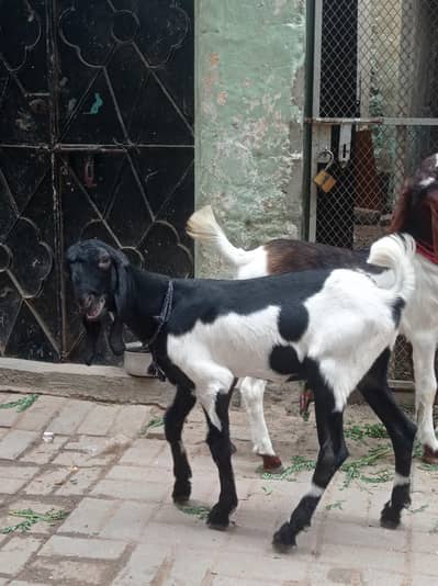 healthy active Munda Black & white