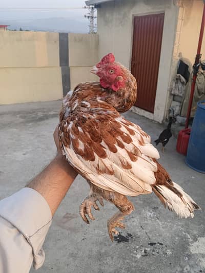 Home breed Two breed