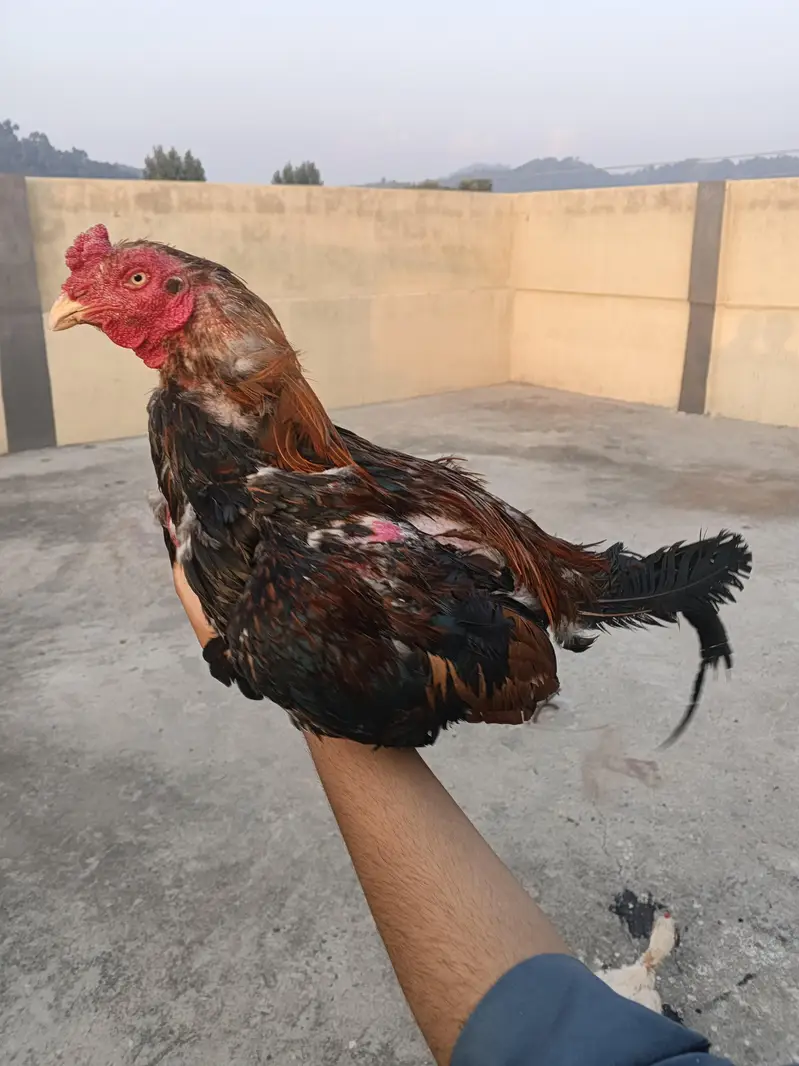 Home breed Two breed — photo 2