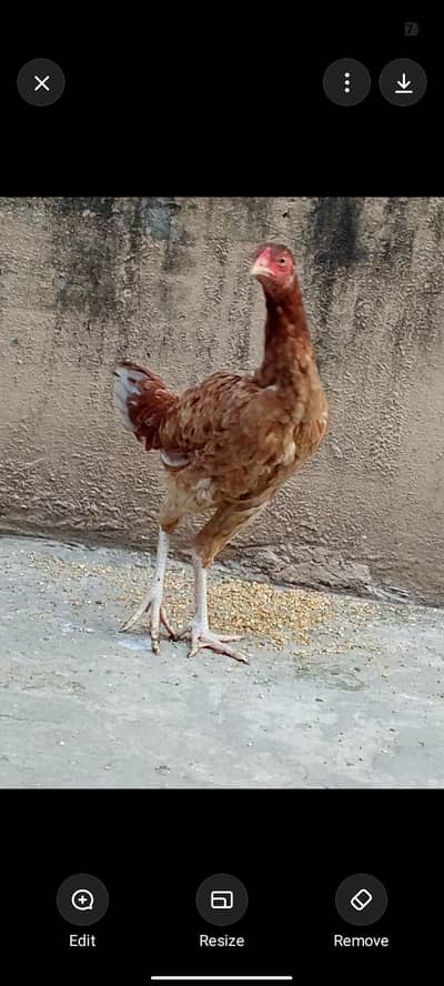 Aseel female