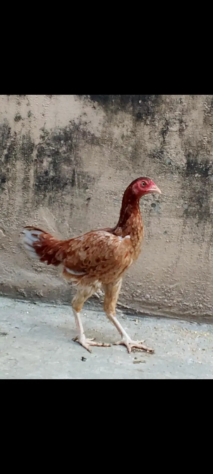 Aseel female — photo 2