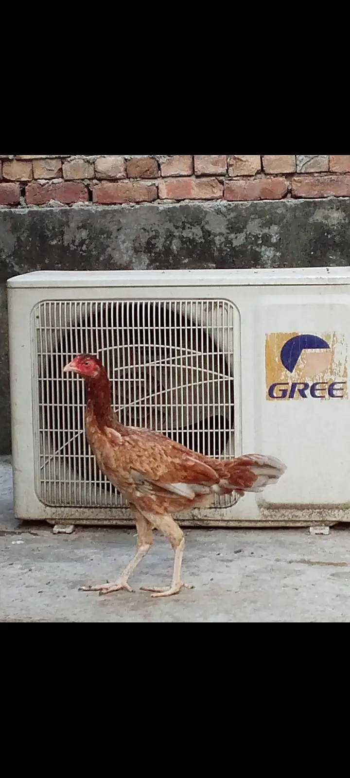 Aseel female — photo 3